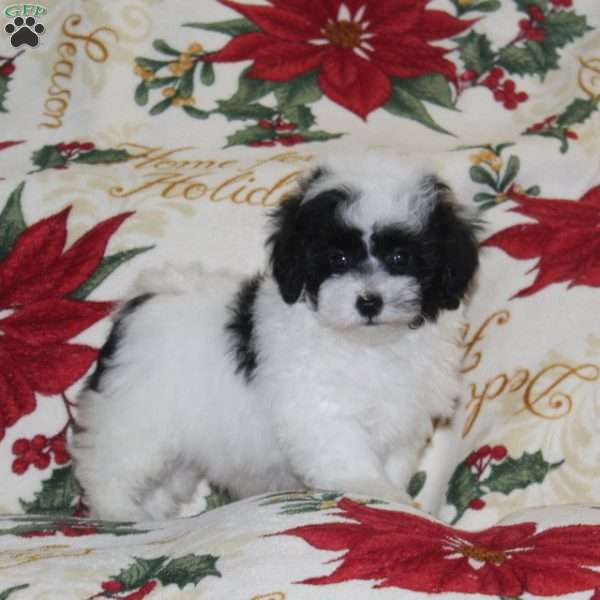 Whistle, Bich-Poo Puppy